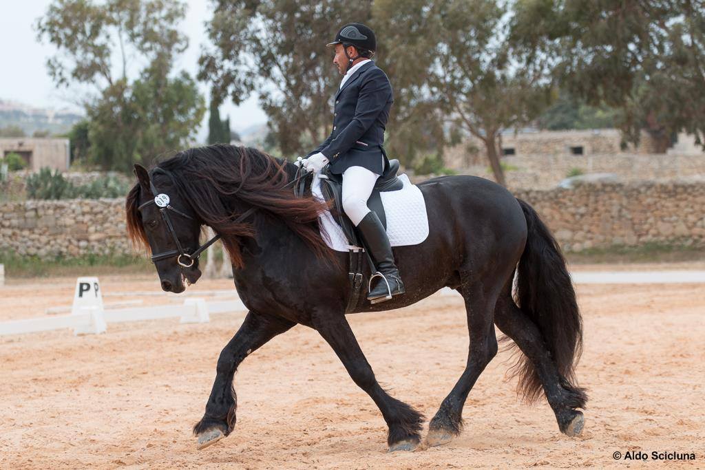 Record number of entries for Dressage competition in Magħtab